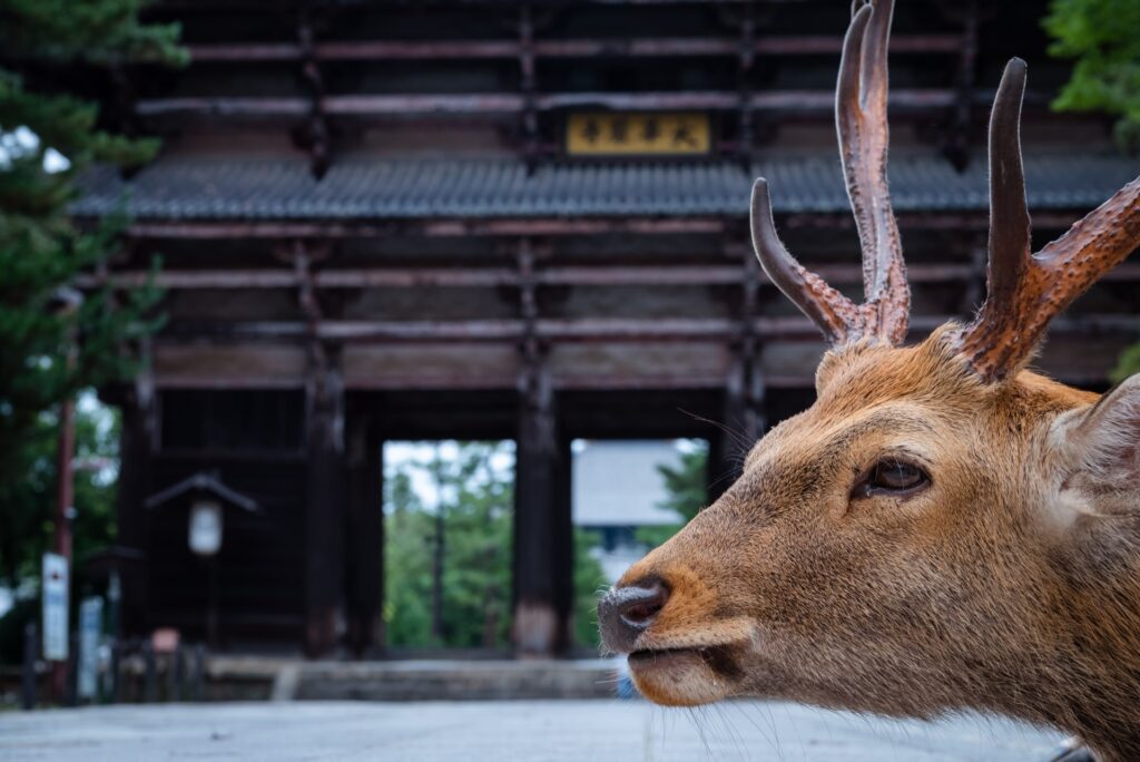 奈良県の奈良公園と鹿