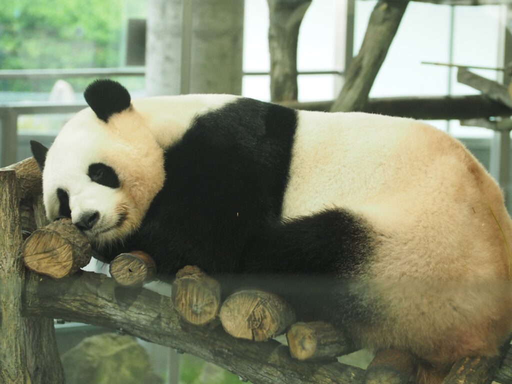 動物園でくつろいでいるパンダ