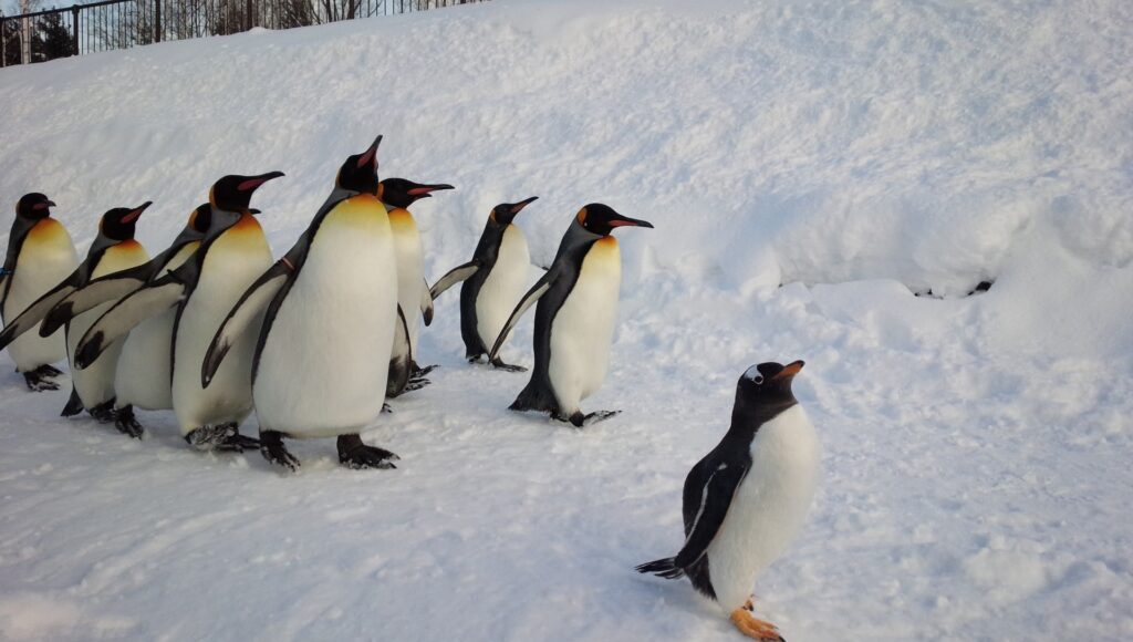 旭山動物園の冬の風物詩ペンギンの行進