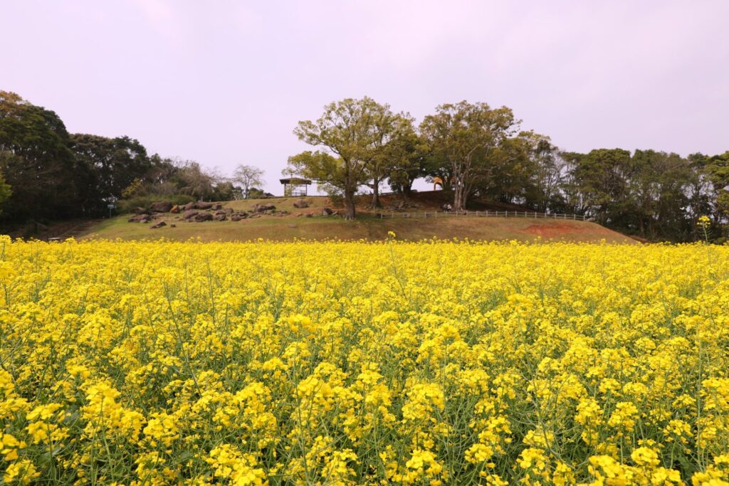 展海峰に咲き誇る菜の花