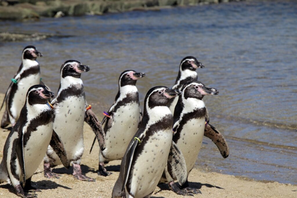 ペンギンが群れをなす風景