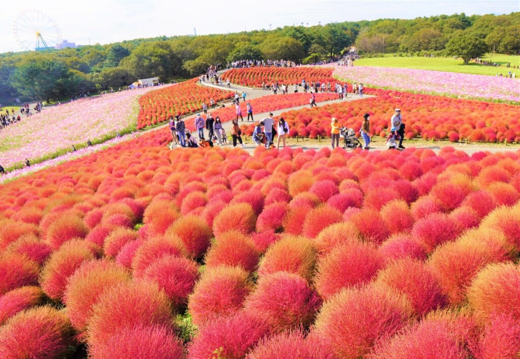 国営ひたち海浜公園のコキアの紅葉