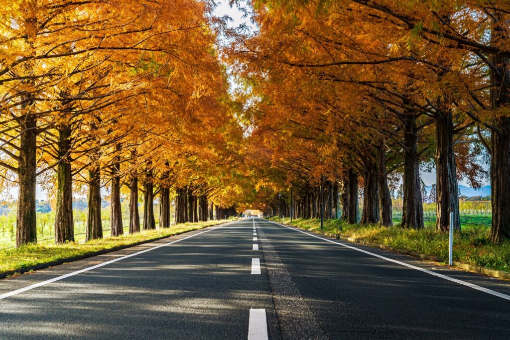 メタセコイヤ並木の紅葉